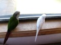 green cheeked conure owned by a parakeet!
