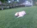 Labrador Retriever video