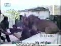 a revolta dos felinos