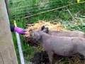 Mangalitsa-Berkshire piglets in Woodinville