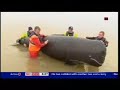 Thames Whale rescue team - training