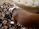 Fido & Squirrelbait having fun...