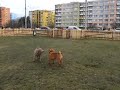 sharpei-silvestr-arin.avi