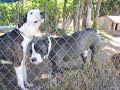 Playin with some game dogs Playin with some game dogs