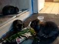 videos de Bunnies eating, kitty watching