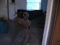coming home to maddi.MOV