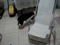 chiquinha.MPG