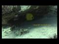 videos de Tauchen im Roten Meer 4 von 7