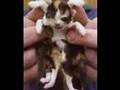 Deformed Animals