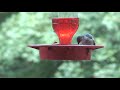 Two Hummingbirds and a bee