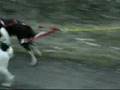 title="Bikejoring