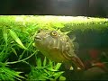 Fahaka Puffer \"Mutha Faka\" v.s Feeder Gold Fish Fahaka Puffer \"Mutha Faka\" v.s Feeder Gold Fish