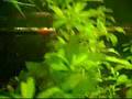Fahaka Puffer Mutha Faka v.s Feeder Gold Fish