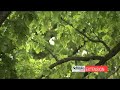 ReTree Nebraska 2