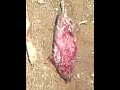 rata