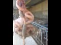 rata
