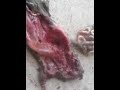 rata