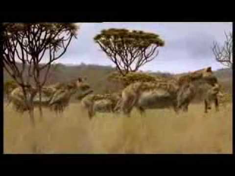 dientes de sable - La situacion de los esmlodontes, sobre todo el lider, en las llanuras de haace un millon de años en Sudamérica. Compitiendo con otros grandes depredadores, e...