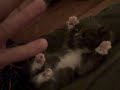 Das ist sooo süß, das muss ich euch empfehlen: http://bit.ly/7AoR2r #Katze