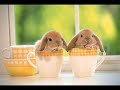 Funny Animals ! ! ! Funny Animals ! ! !