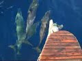 Dauphins devant le voilier Dauphins devant le voilier