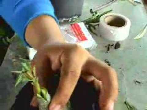 Adenium Grafting