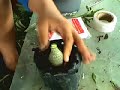 Adenium Grafting