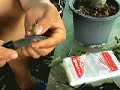 Adenium Grafting