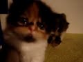 Chaton persan Chaton persan