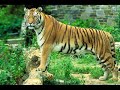 Una regina da salvare: la tigre. Una regina da salvare: la tigre.