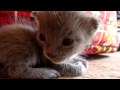 6 cute minutes of a kitten life (Lumix TZ7 HD)