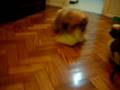 videos de Suki e Akira brincando