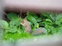 Wiewi�rki Bournemouth