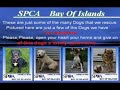 NEWS...SPCA.... BAY OF ISLANDS ADOPTION....