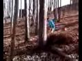 videos de Leaf Boarding