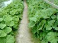 Wild Rhubarb