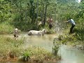 vaca atolada