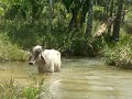vaca atolada