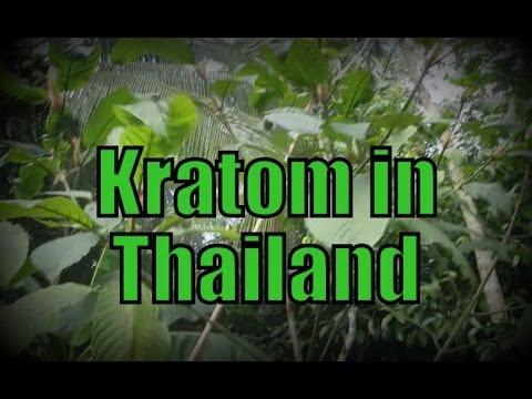 how to grow kratom