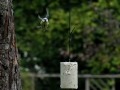 vetbol aerodynamica: ruziënde koolmezen en pimpelmezen