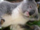 Lone Pine Koalas in Action 1 - Lone Pine Sanctuary, Koalas