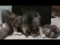 Bolinhas - Gatinhas para doação!