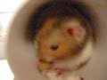 My Hamster Hammy!
