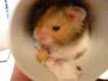 My Hamster Hammy!