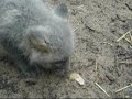 Silver Fox Pups at GarLyn Zoo