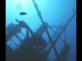 BUCEO EN TENERIFE