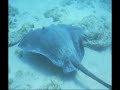 BUCEO EN TENERIFE