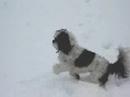 Gizmo breaks through the crust on the snow as he runs to pup Gizmo breaks through the crust on the snow as he runs to pup