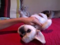 Click here to watch this video THE CUTEST DOGS IN THE WORLD!!!(browny and snowy)
