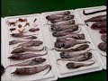Bottom trawling Bottom trawling